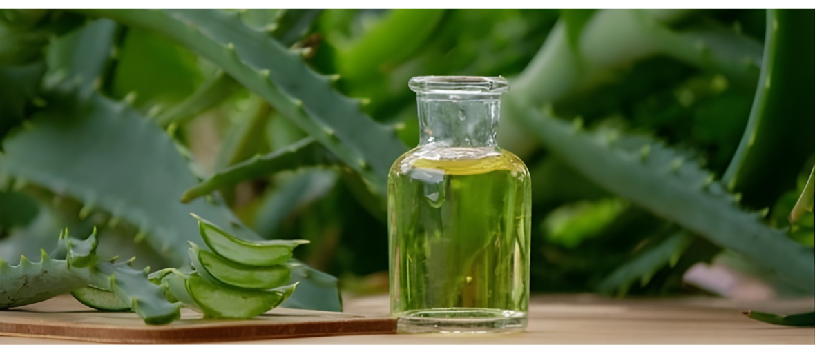 Aloe Vera Juice Benefits: Top Research-Supported Advantages and Safety Tips