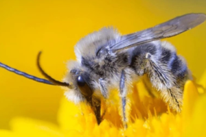 Why bee pollen’s is a Superfood: Top Health Benefits