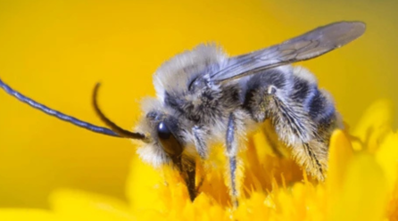 Why bee pollen’s is a Superfood: Top Health Benefits