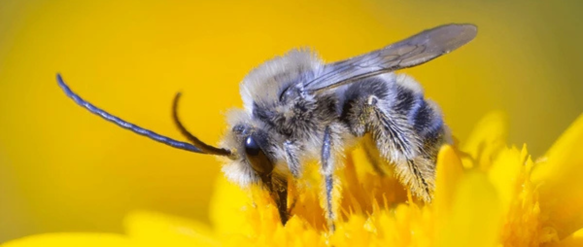 Why bee pollen’s is a Superfood: Top Health Benefits