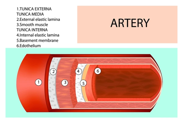 Cross-sectional diagram of artery structure anatomy illustrating biohacking heart health targets including the tunica intima, media, and adventitia