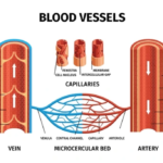 Infographic showing arteries, veins, capillaries, and the microvascular bed, illustrating where the endothelial glycocalyx supports vascular health.