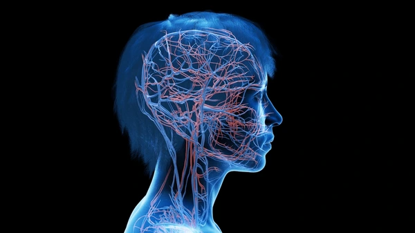 3D medical illustration of upper body vasculature showing pathways of poor circulation in head and neck