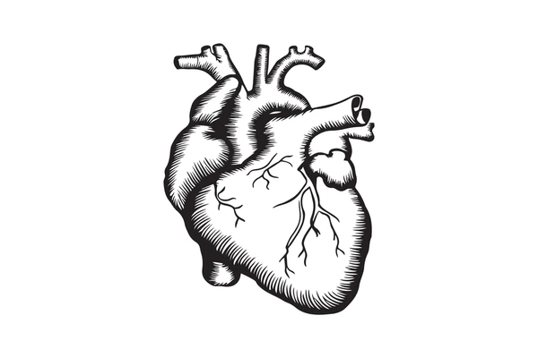 Detailed black and white medical engraving of the human heart, aorta, and coronary arteries illustrating vascular compliance.