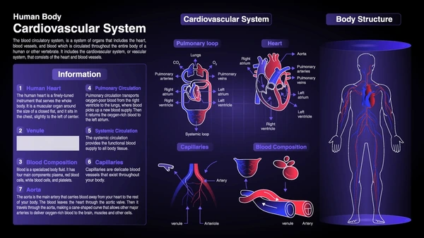 Vector medical diagram of the human cardiovascular system showing systemic circulation, heart chambers, and blood flow pathways.
