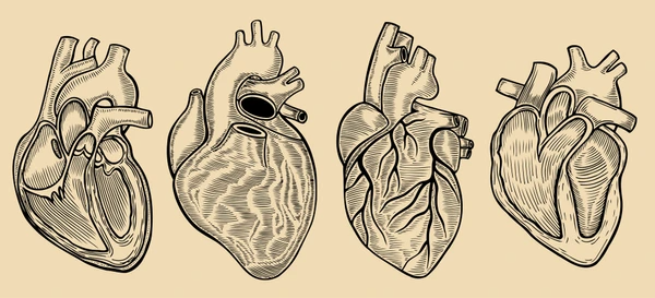 Hand-drawn vintage vector engraving of the human heart and surrounding blood vessels illustrating arterial elasticity and vitamin D vascular health.